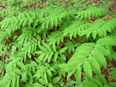 Feuilles alternes sessiles. Agrandir dans une nouvelle fenêtre (ou onglet)